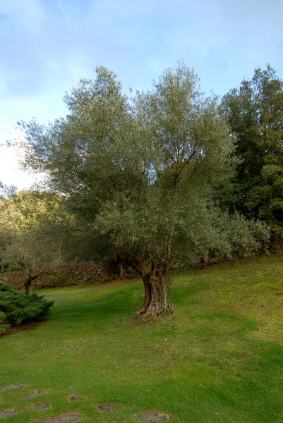 Оливковые растения — стоковое фото
