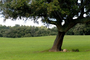 Old cork oak clipart