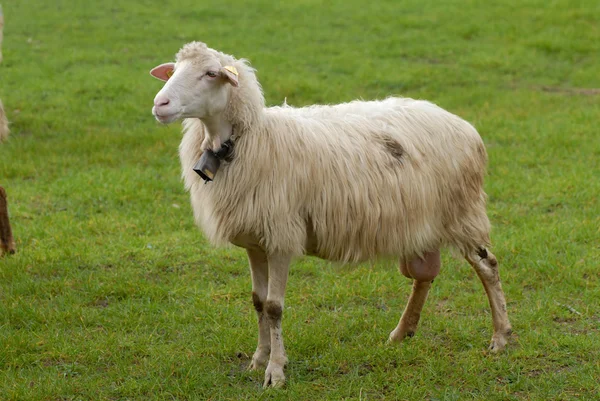 Одна овца — стоковое фото