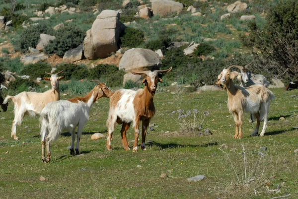Goats Grazing — Stock Photo, Image