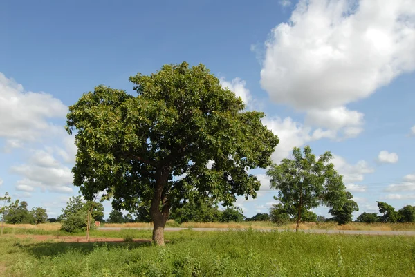 Karitè δέντρο — Φωτογραφία Αρχείου