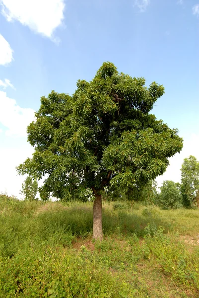 Karitè Tree — Stock Photo, Image