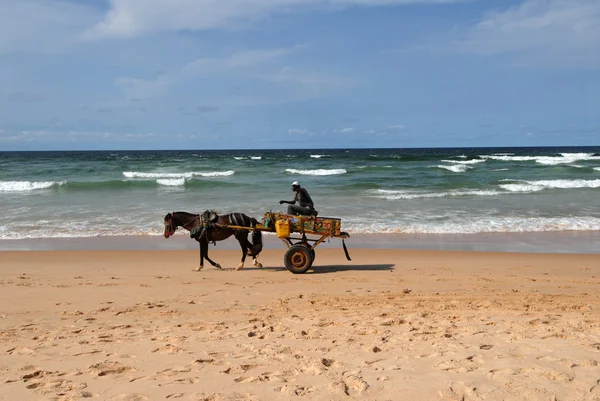 Άλογο Παραλία Της Σενεγάλης — Φωτογραφία Αρχείου