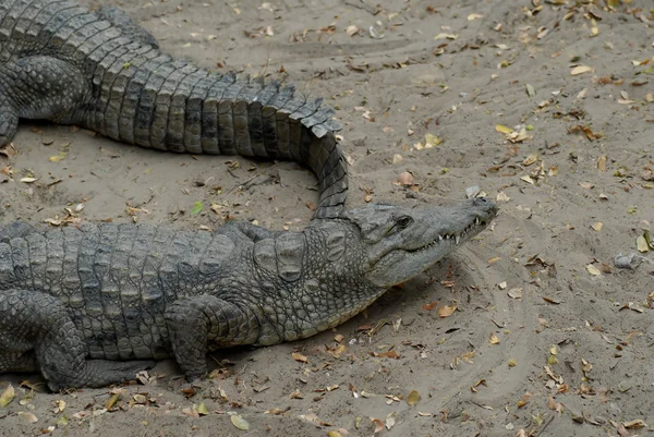 Krokodýli Africe — Stock fotografie