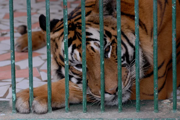Tiger hayvanat bahçesinde — Stok fotoğraf