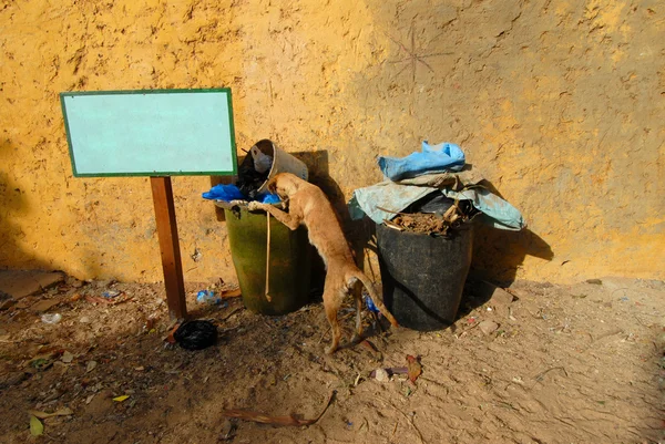 Cão Vadio Faminto — Fotografia de Stock