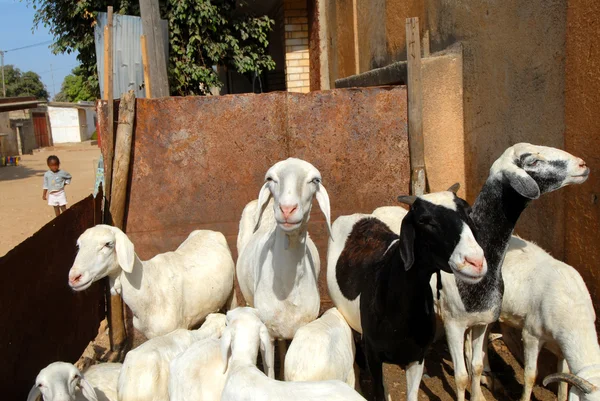 Group Sheep — Stock Photo, Image