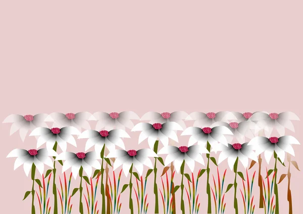 Lawn daisy — Stock Photo, Image
