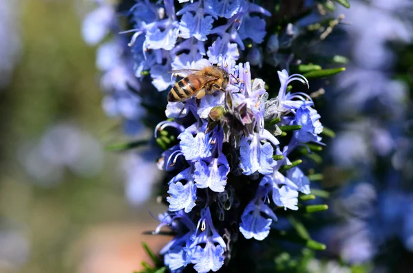 Pszczoła w rozmaryn — Zdjęcie stockowe