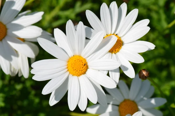 Stock image Daisies