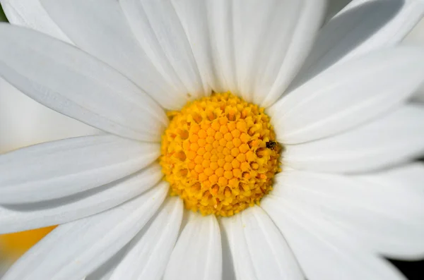 stock image White daisy