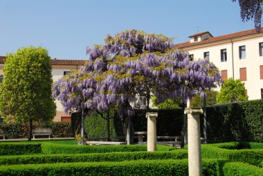 Wisteria