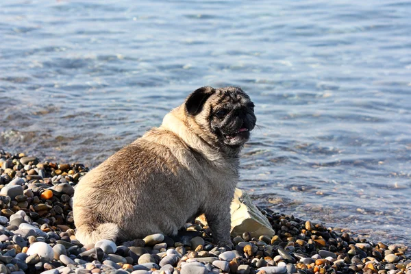 stock image Dog on a beach