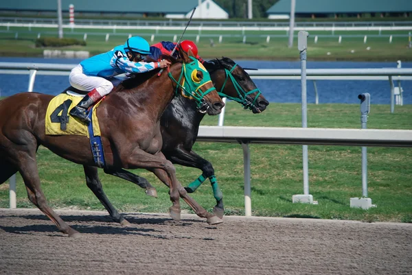 En mycket nära hästkapplöpning — Stockfoto