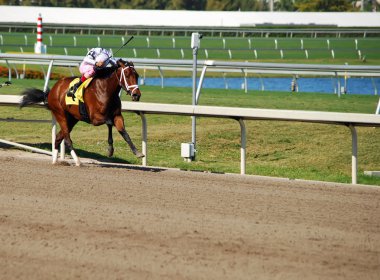 Four Horse Cruising to a Win clipart