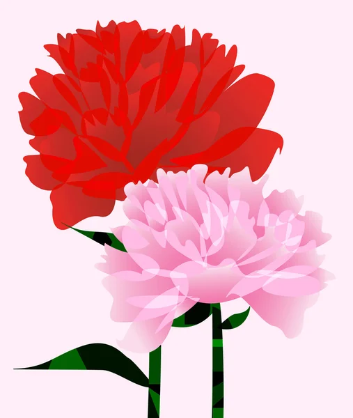 Пионы красные и розовые — стоковый вектор