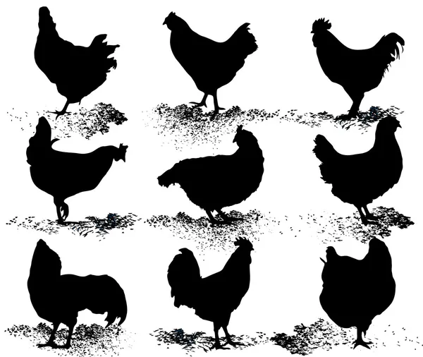 Silhouette of hens — Stock Vector