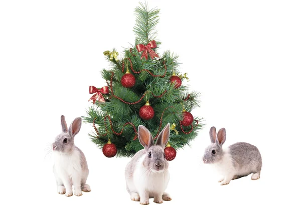 Rabbits and tree — Stock Photo, Image