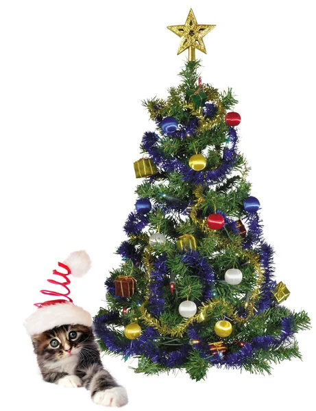 En katt och träd — Stockfoto