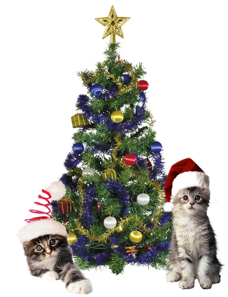 Katter och träd — Stockfoto