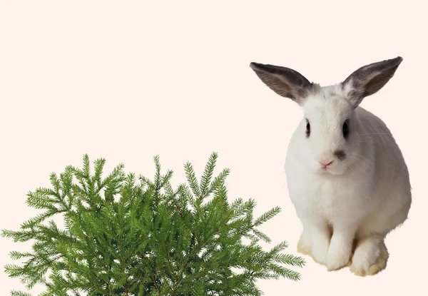 Conejo y árbol — Foto de Stock