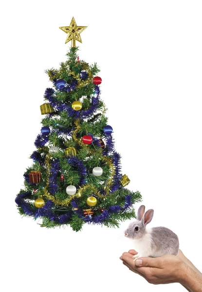 Conejo y árbol — Foto de Stock