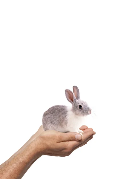 Kanin i handen — Stockfoto