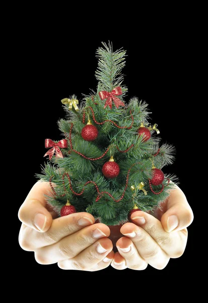 Рождественская елка в руке — стоковое фото