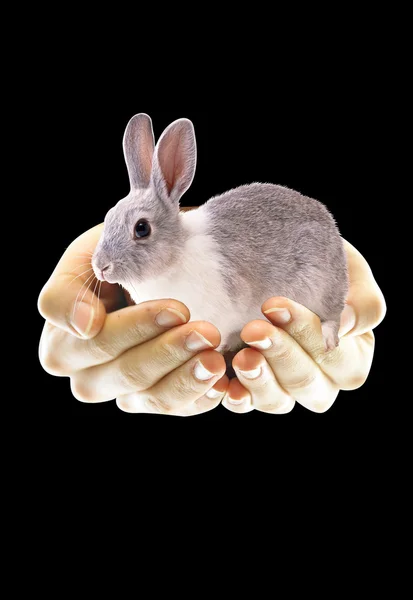 Kanin i handen — Stockfoto