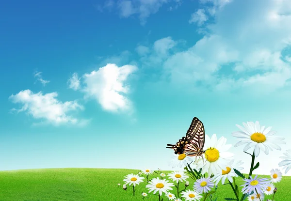 洋甘菊和蝴蝶的美丽夏日 — 图库照片