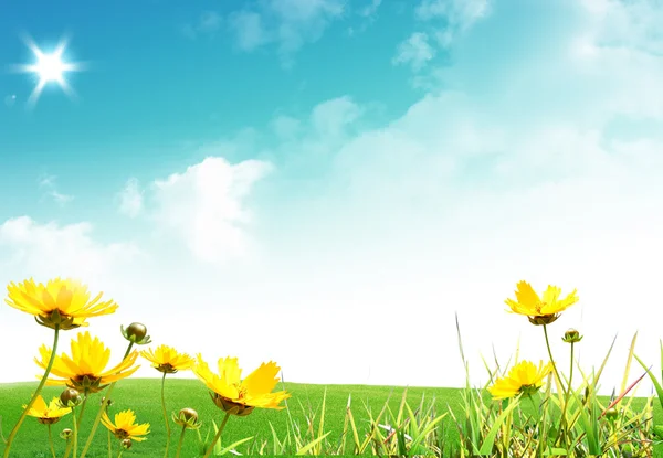 Schöner Sommertag Mit Sonne Und Blumen — Stockfoto