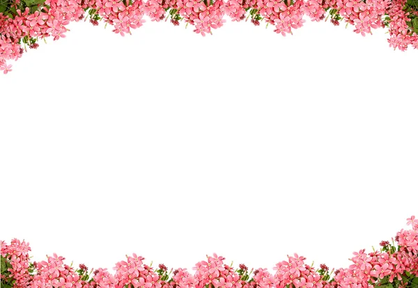 Brilhando Flores Rosa Brancofundo — Fotografia de Stock
