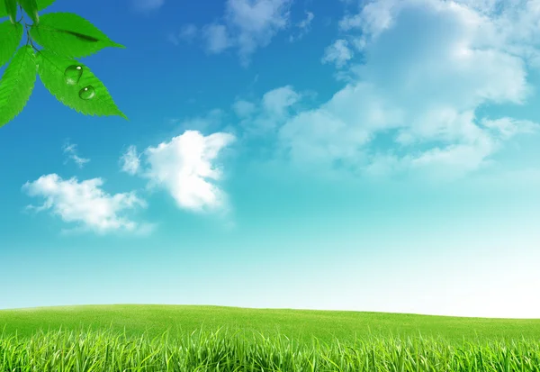 Сияющий Зеленый Лист Синем Фоне — стоковое фото