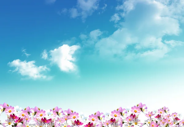 Nice Spring Flowers Sky Background — Stock Photo, Image