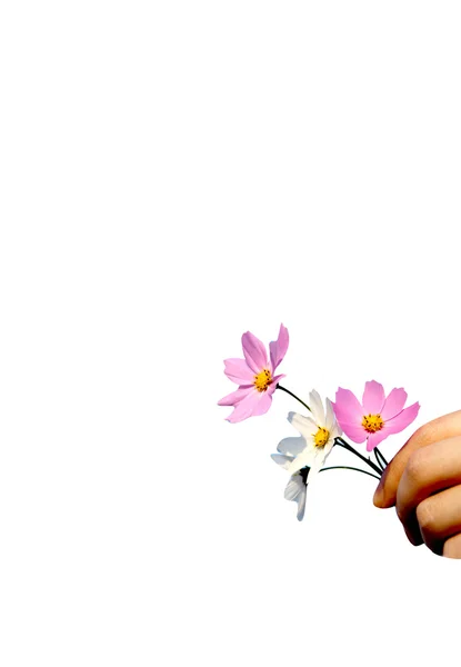 Beyaz Zemin Üzerinde Elinde Güzel Bahar Çiçek — Stok fotoğraf