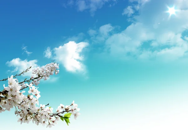 stock image Nice spring flowers on the sky background