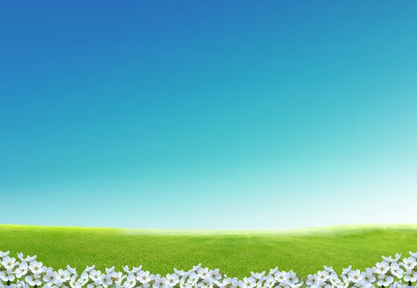 Flores Brancas Primavera Agradáveis Para Seu Design — Fotografia de Stock