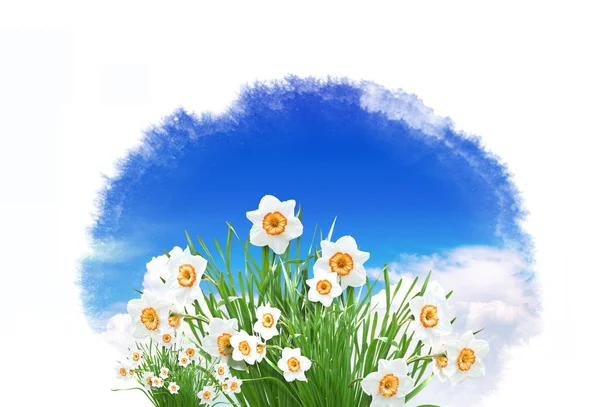 Гарні Весняні Білі Квіти Вашого Дизайну — стокове фото