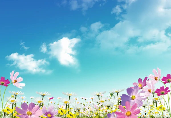Schöne Frühlingssituation Für Ihr Design Auf Himmelshintergrund — Stockfoto