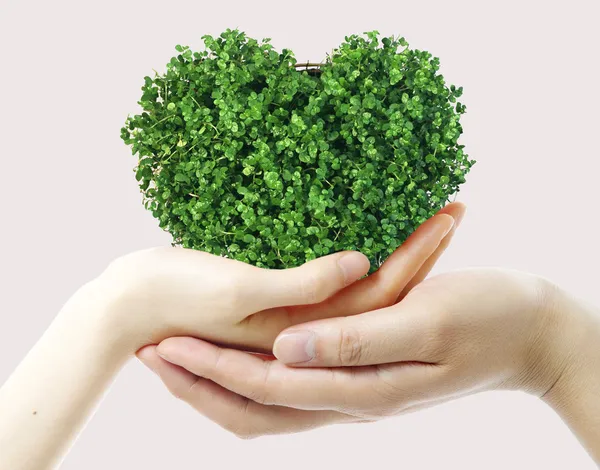Hände Und Grünes Herz Auf Weißem Hintergrund lizenzfreie Stockfotos
