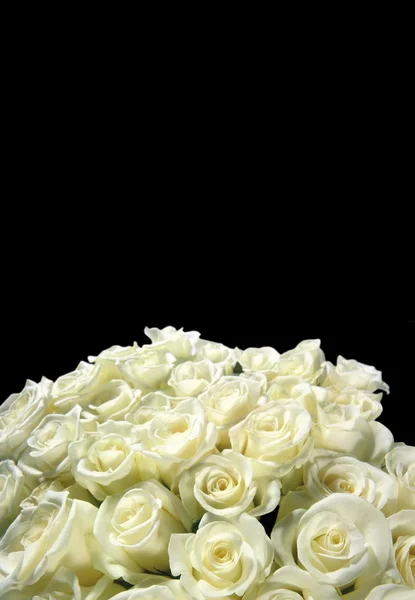 Weiße Rosen Händen Auf Schwarzem Hintergrund — Stockfoto