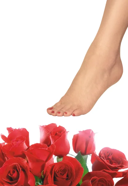 Güzel Kırmızı Güller Beyaz Arka Plan Üzerinde Kadın Bacak — Stok fotoğraf