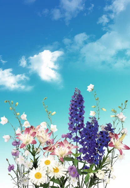 空を背景にあなたの設計のための素敵な春の状況 — ストック写真
