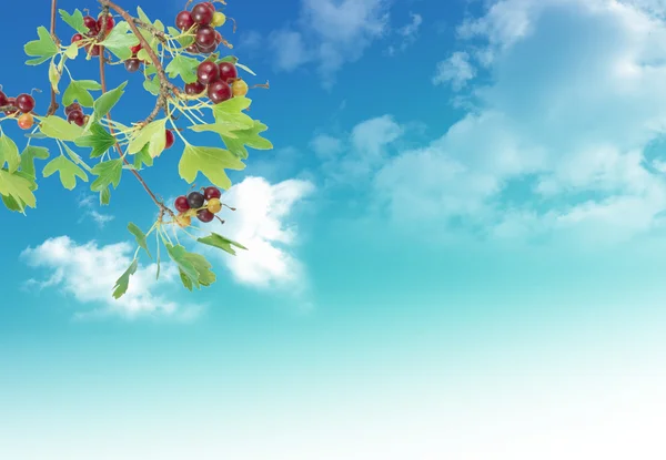 Nice Spring Situation Your Design Sky Background — Stock Photo, Image