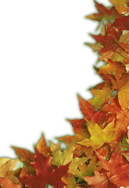 Schöne Herbstsituation Für Ihr Design Auf Weißem Hintergrund — Stockfoto
