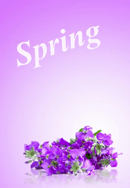 Primavera — Foto de Stock
