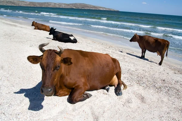 stock image Cows at the seaside