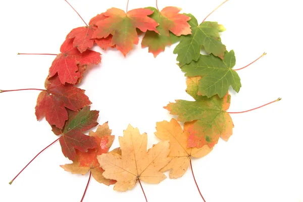 Multi-colored autumn leaves — Stock Photo, Image
