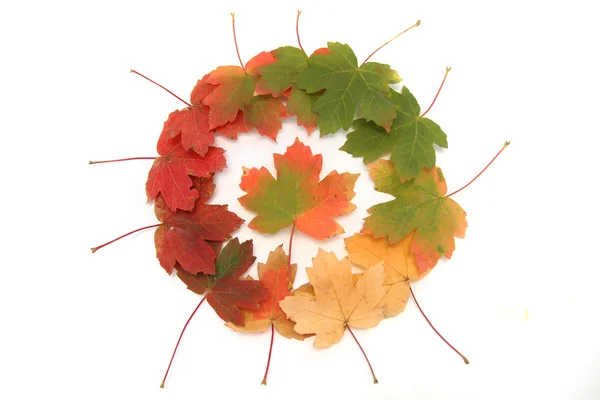 秋天的颜色变化 — 图库照片