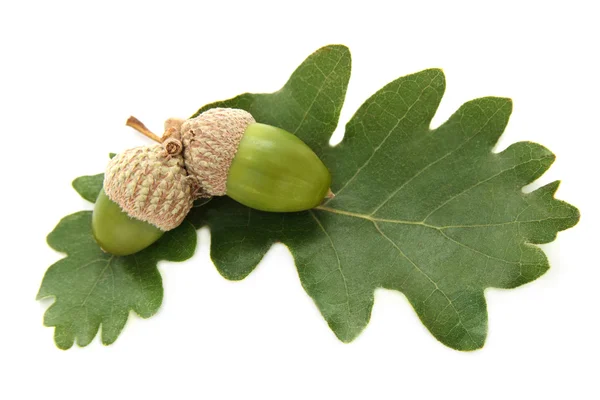 Čerstvý zelený žaludy s listy — Stock fotografie